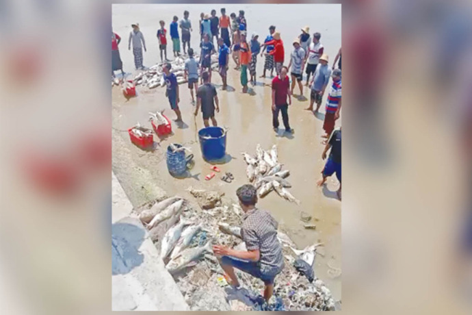 video tangkapan ikan melimpah di tuban