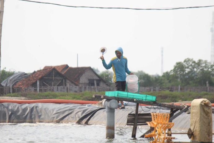 budidaya-bandeng